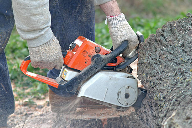 Best Arborist Consultation Services  in Pittsboro, IN